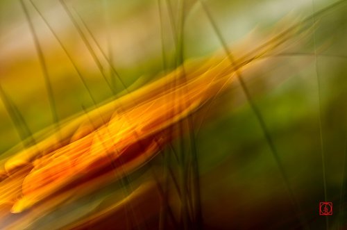 Photographie - Photographe - 1 Photographie - Photographe - 1