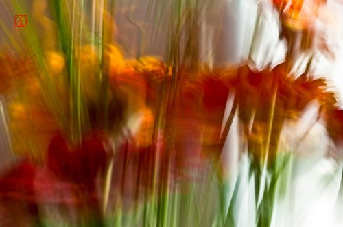 Photographie - Photographe - 2 Photographie - Photographe - 2