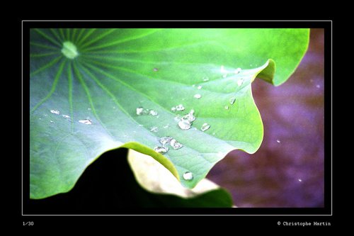 christophe Martin - Photographe - 2 christophe Martin - Photographe - 2