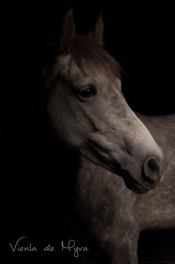 Flore Janvier - Photographe - 1 Flore Janvier - Photographe - 1