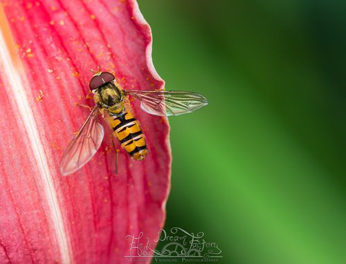 Florent Vassogne - Photographe - 2 Florent Vassogne - Photographe - 2