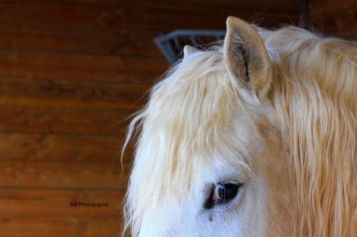 © Anne-Marie C. Photographies - Photographe - 2 © Anne-Marie C. Photographies - Photographe - 2