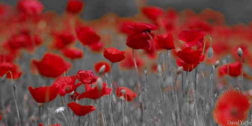 Tableauphotos par David Yaffee - Photographe - 2 Tableauphotos par David Yaffee - Photographe - 2