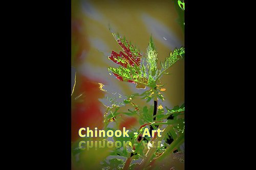 Photographe - Chinook-Art - photo 68