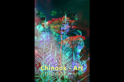 Photographe - Chinook-Art - photo 49