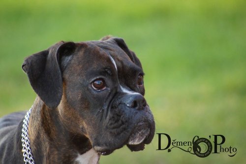Perrine, Photographe animalier - Photographe - 1 Perrine, Photographe animalier - Photographe - 1