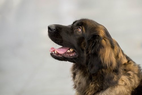 Cani'Motion - Photographe - 1 Cani'Motion - Photographe - 1
