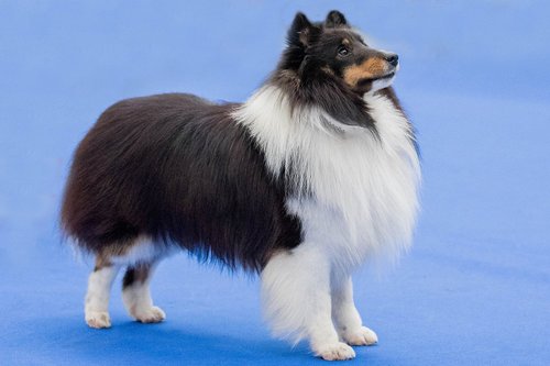 Cani'Motion - Photographe - 2 Cani'Motion - Photographe - 2