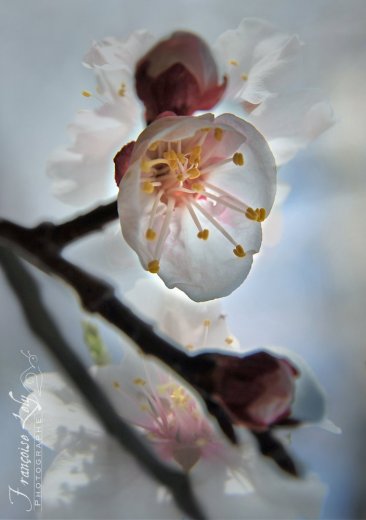 Auteur Photographe - Photographe - 1 Auteur Photographe - Photographe - 1