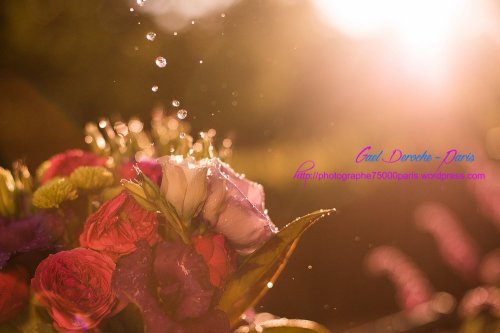 Photographe Paris - Photographe mariage - 1 Photographe Paris - Photographe mariage - 1